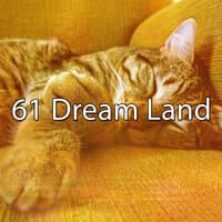 61 Dream Land