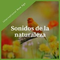 Sonidos de la naturaleza - Música tranquila new age