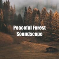 Peaceful Forest Soundscape