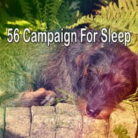 56 Campaign for Sle - EP