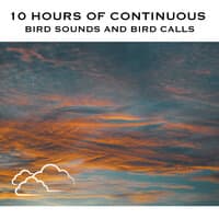 10 Hours of Continuous Bird Sounds and Bird Calls