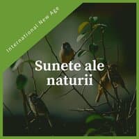 Sunete ale naturii - Muzică calmă new age