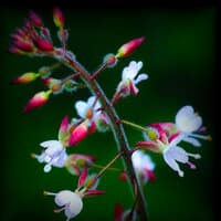 Flowers of the Floating World: SUMMER ~ Enchanter's Nightshade 夏