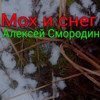 Мох и снег