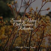 Sounds of Nature | Chill Ambience | Relaxation