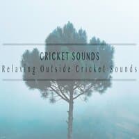 Relaxing Outside Cricket Sounds