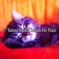 77 Various Natural Sounds for Peace