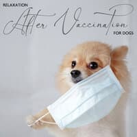 Relaxation After Vaccination for Dogs: Healing Music to Relieve Pet’s Stress and Pain