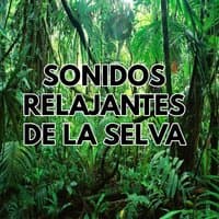 Sonidos relajantes de la selva