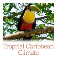 Tropical Caribbean Climate – Feel Summer Holiday with Wonderful Exotic Sounds