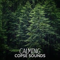 Calming Copse Sounds