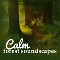 Calm Forest Soundscapes