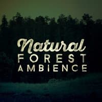 Natural Forest Ambiences