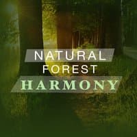 Natural Forest Harmony