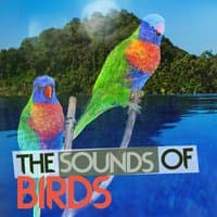 The Sounds of Birds