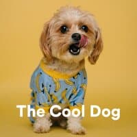 The Cool Dog