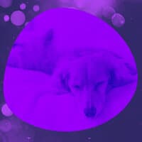 (Bossa Nova) Music for Calming Puppies