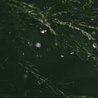 30 Ambient Collection for Comforting Rain