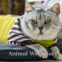 Cats Jazz | Animal Wellness