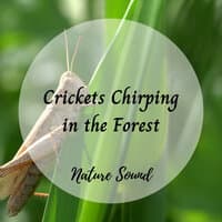 Nature Sound: Crickets Chirping in the Forest