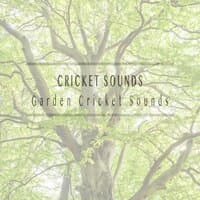 Garden Cricket Sounds