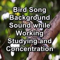 Forest Bird Sounds Stress Relief For Babies