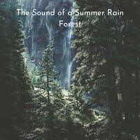 The Sound of a Summer Rain Forest