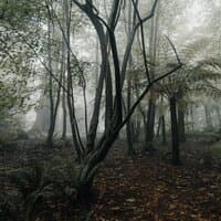 Melodías Calmantes | Serenidad