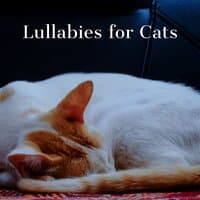 Cats Jazz | Lullabies for Cats