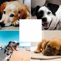 Atmospheric Music for Dog Calming