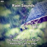 #01 Rain Sounds for Napping, Stress Relief, Relaxing, Cats & Dogs