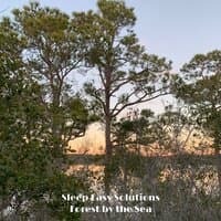 Forest by the Sea