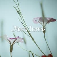 Flores Tiernas