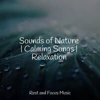 Sounds of Nature | Calming Songs | Relaxation