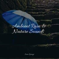 Ambient Rain & Nature Sounds