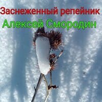 Заснеженный репейник