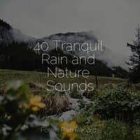 40 Tranquil Rain and Nature Sounds