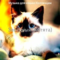 Звездный (Котята)