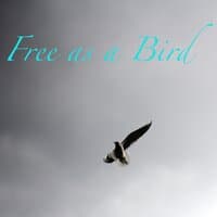 Free as a Bird