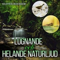 Lugnande och helande naturljud: Fåglar, Flod, Vind, Syrsor, Grodor, Vågor, Regn