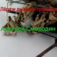 Лёгкое дыхание травинки