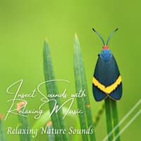 Relaxing Nature Sounds: Insect Sounds with Relaxing Music