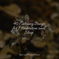 40 Calming Songs for Meditation and Sleep