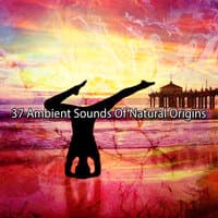 37 Ambient Sounds Of Natural Origins