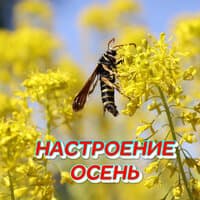 Настроение осень