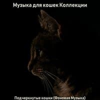 Подчеркнутые кошки (Фоновая Музыка)