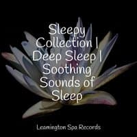 Sleepy Collection | Deep Sleep | Soothing Sounds of Sleep