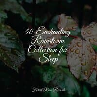 40 Enchanting Rainstorm Collection for Sleep