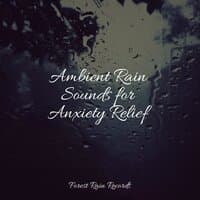 Ambient Rain Sounds for Anxiety Relief