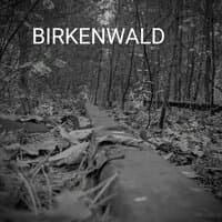 Birkenwald